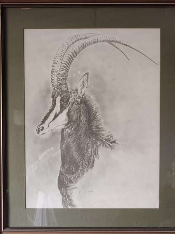 Beautiful Pencil Art Print of Sable  Antelope Framed