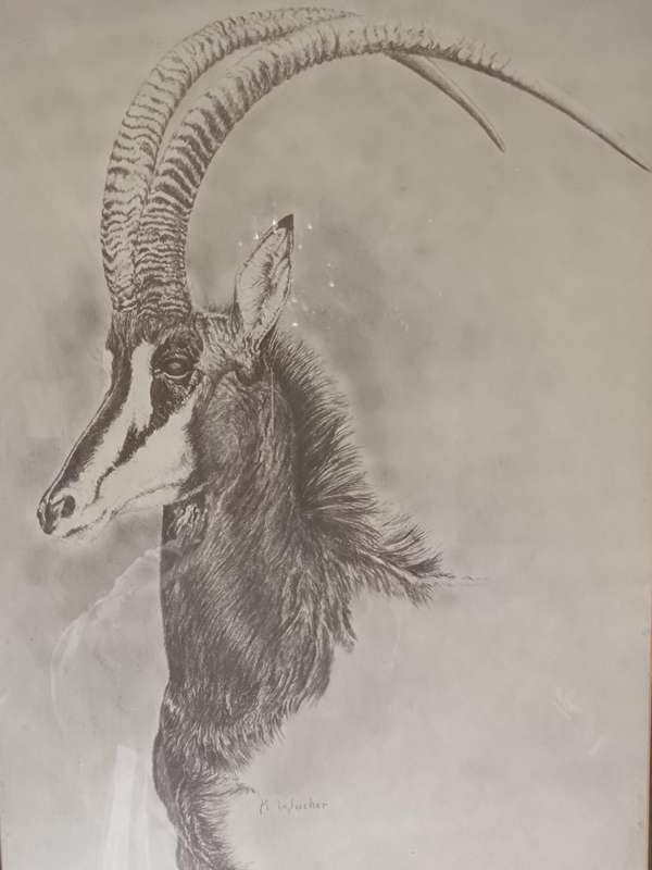 Beautiful Pencil Art Print of Sable  Antelope Framed