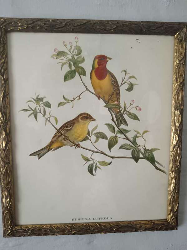 Set of 3 Bird Prints Framed