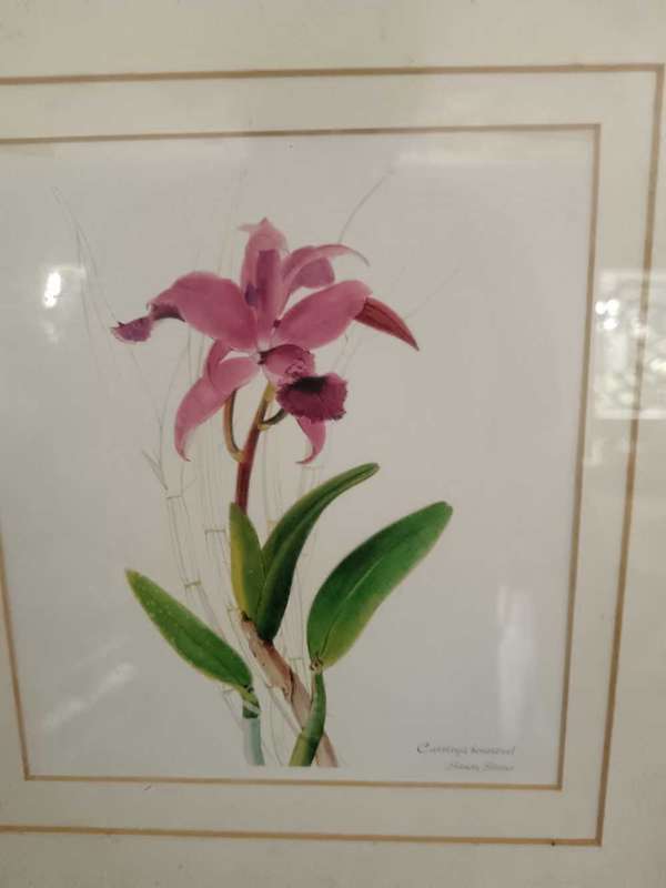 Set of 4 Botanical Prints Framed