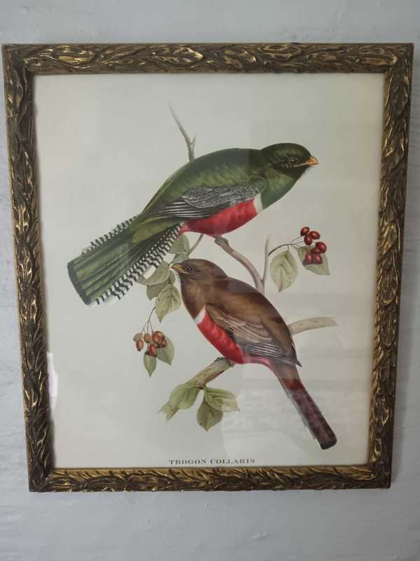 Set of 3 Bird Prints Framed