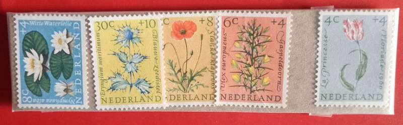 netherlands set of 5 flowers mint