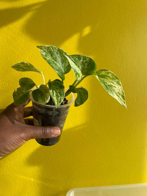 Marble Queen Pothos