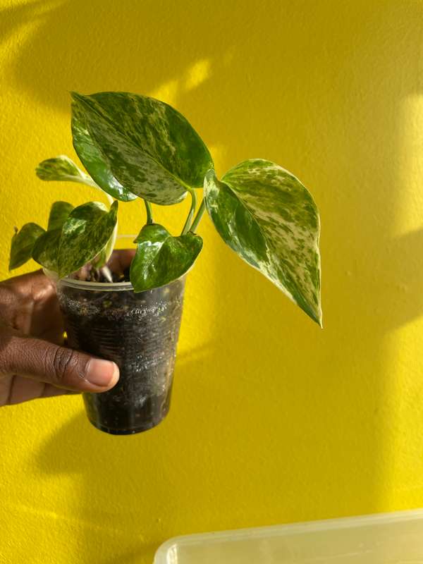 Marble Queen Pothos