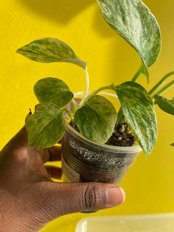 Marble Queen Pothos