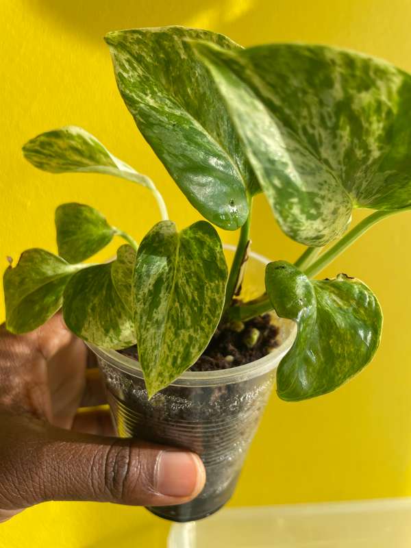 Marble Queen Pothos