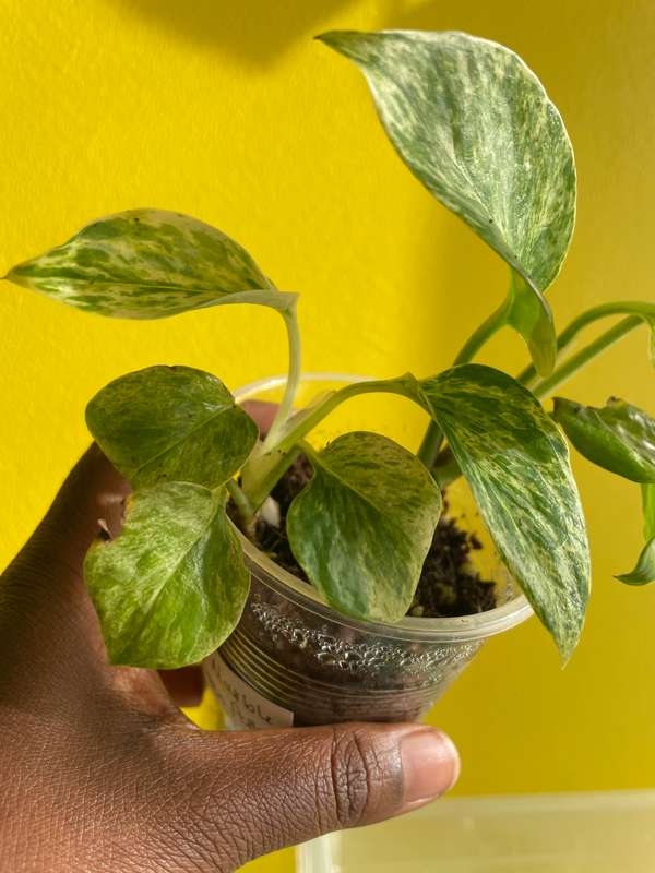 Marble Queen Pothos