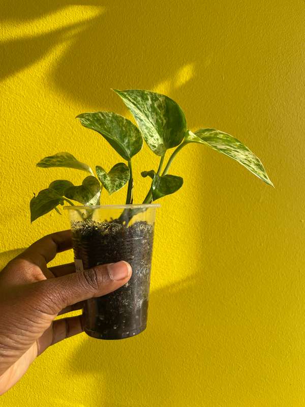 Marble Queen Pothos