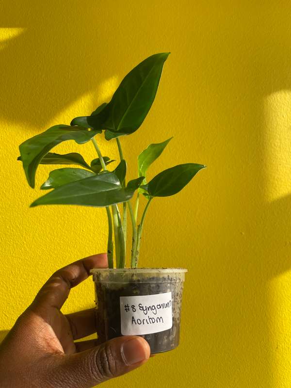 Syngonium Auritum