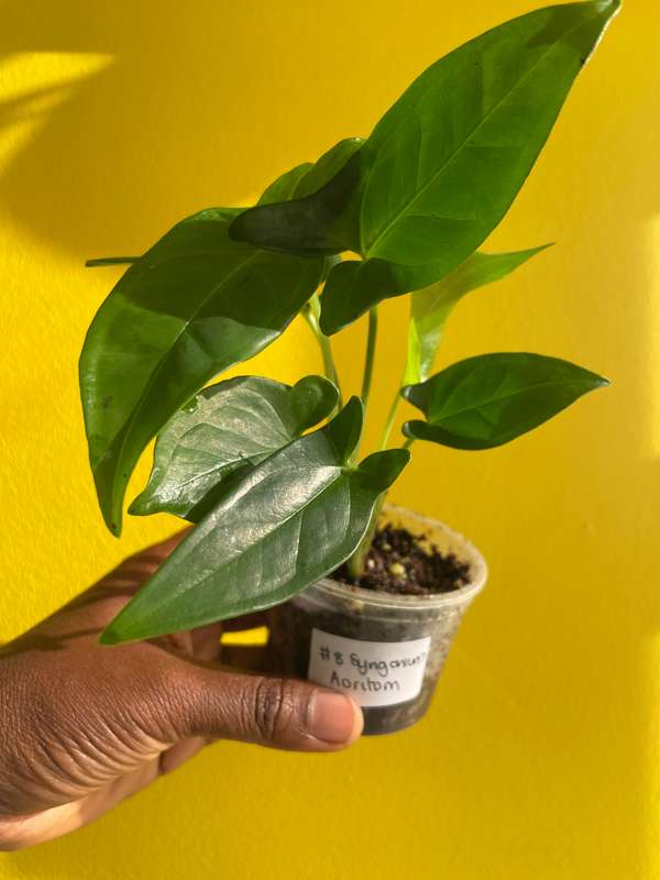 Syngonium Auritum