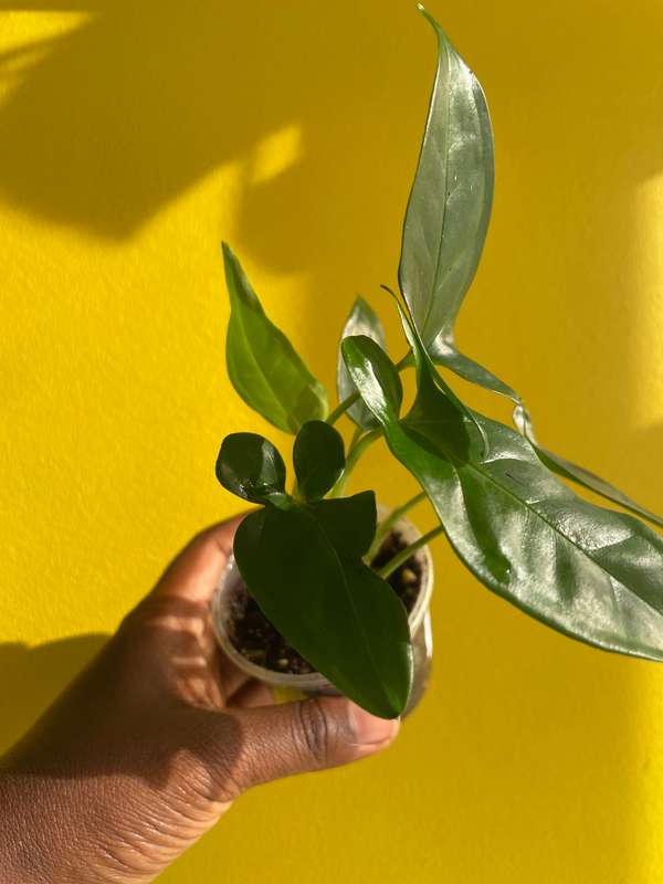 Syngonium Auritum