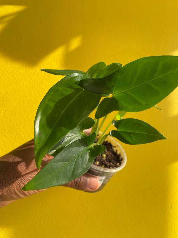 Syngonium Auritum