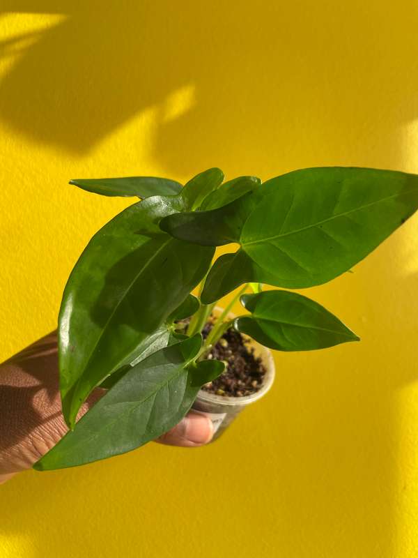 Syngonium Auritum