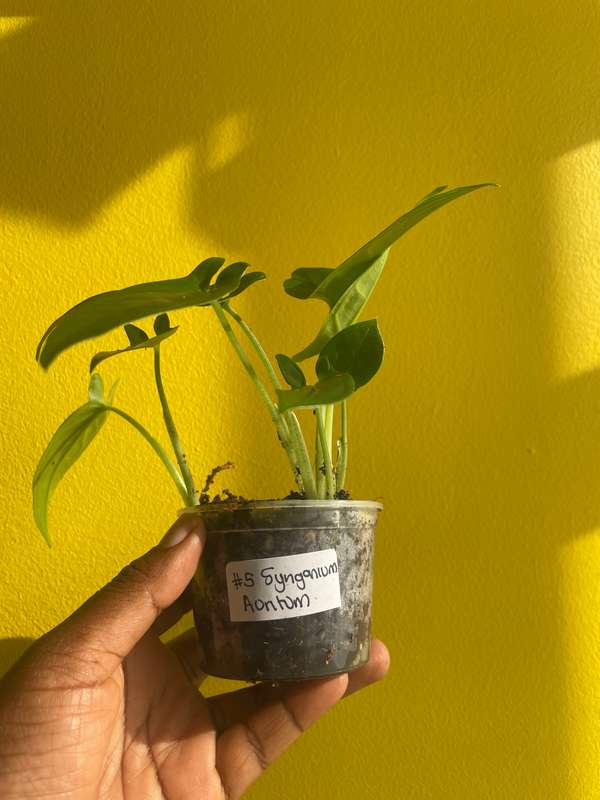 Syngonium Auritum