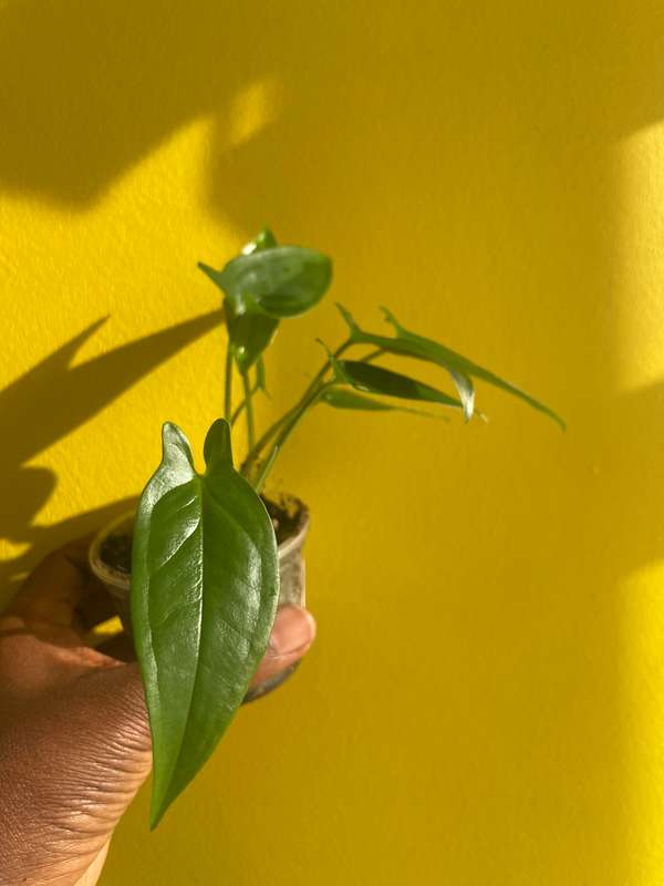 Syngonium Auritum