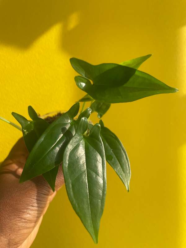 Syngonium Auritum
