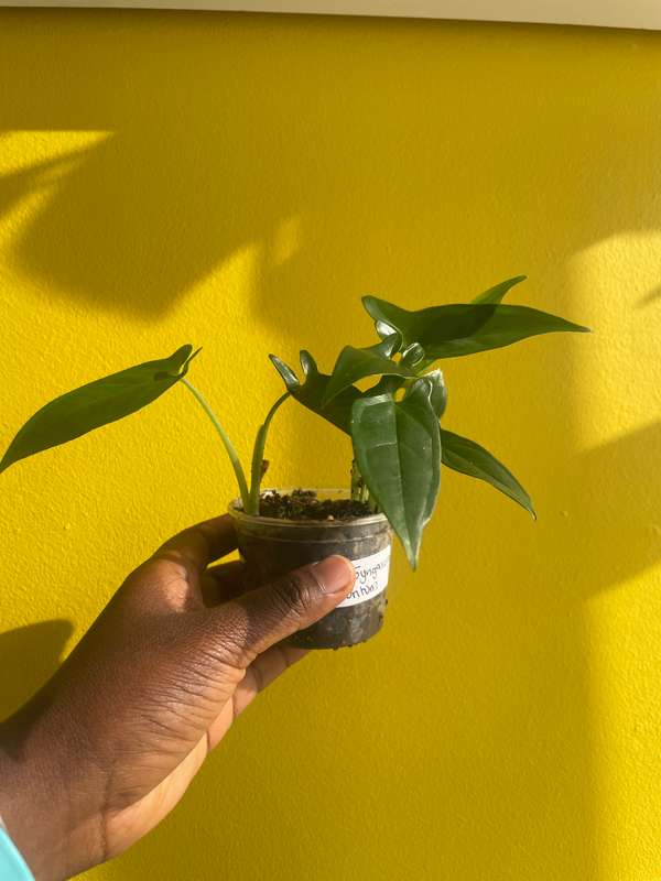Syngonium Auritum
