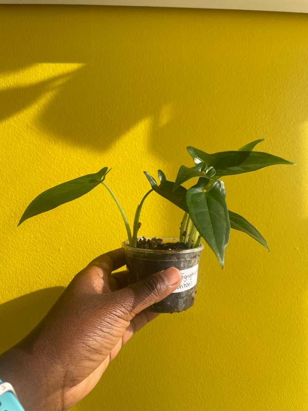 Syngonium Auritum
