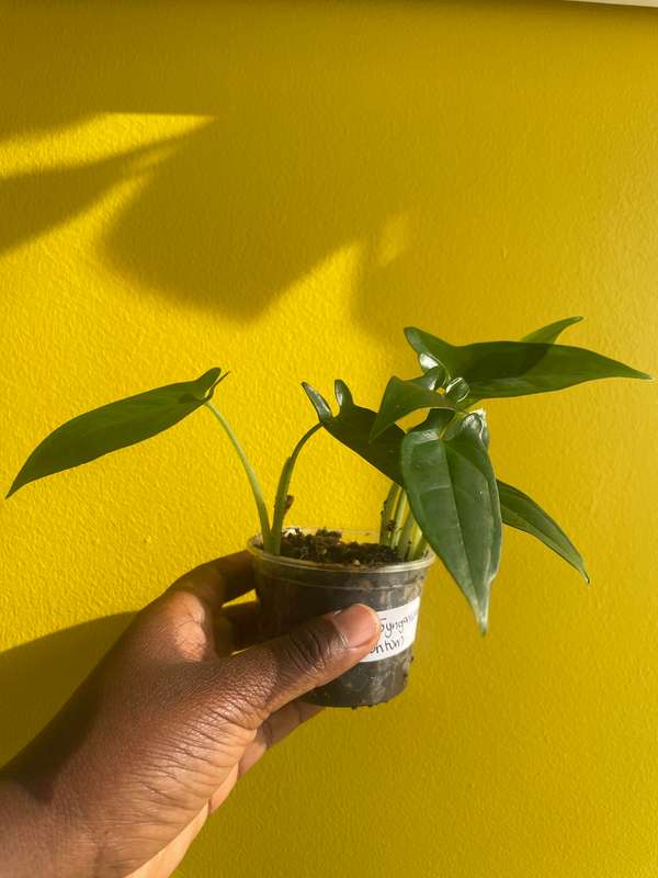 Syngonium Auritum