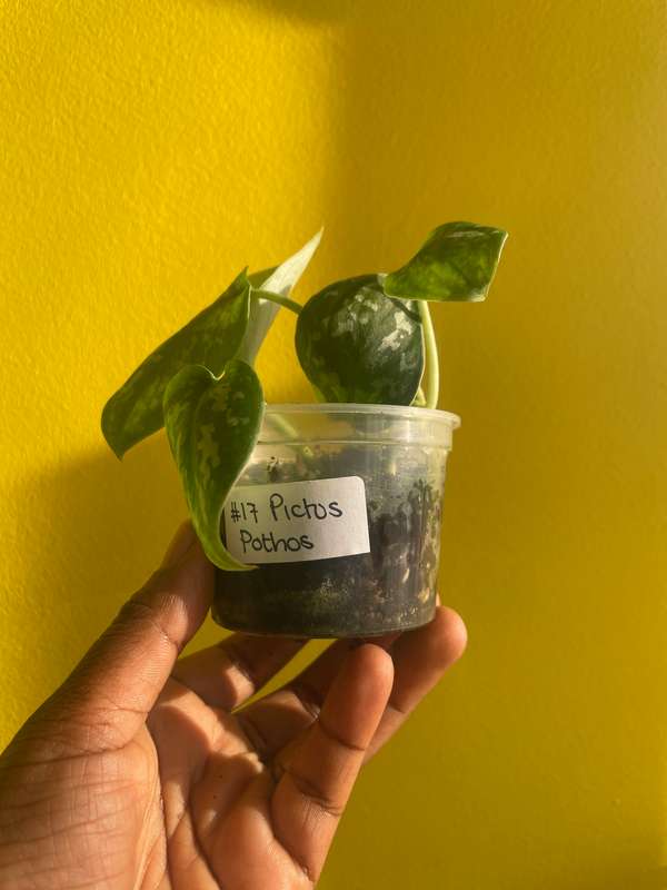 Pothos Pictus
