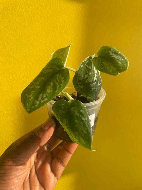 Pothos Pictus