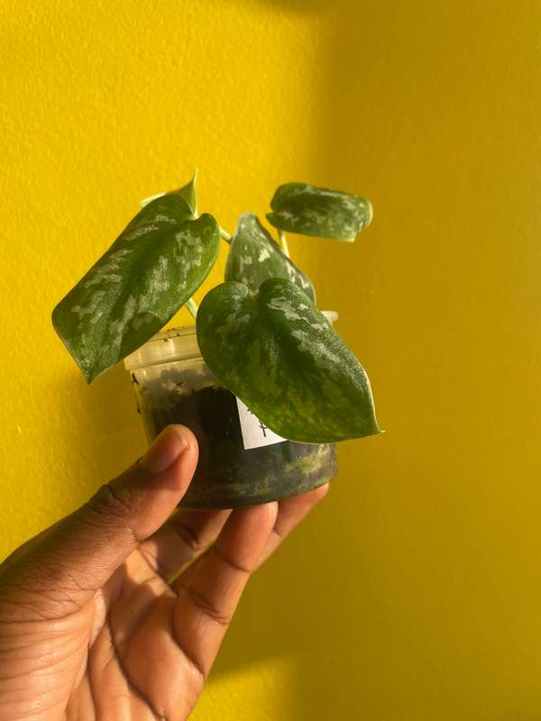 Pothos Pictus