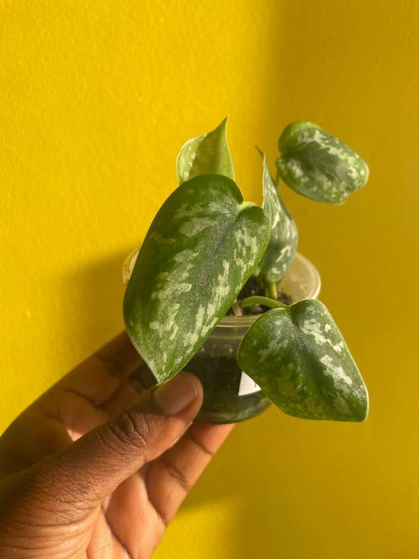 Pothos Pictus