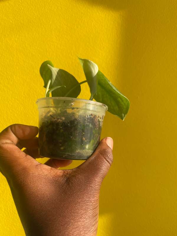 Pothos Pictus