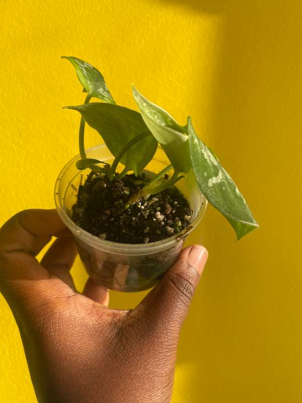 Pothos Pictus