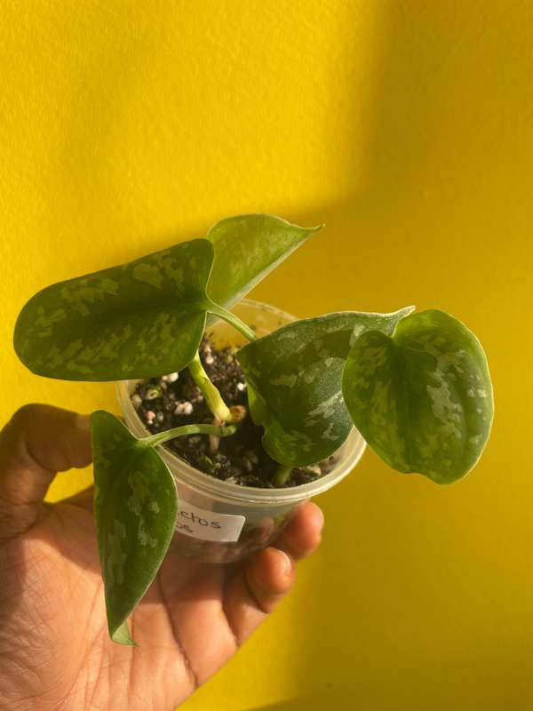 Pothos Pictus