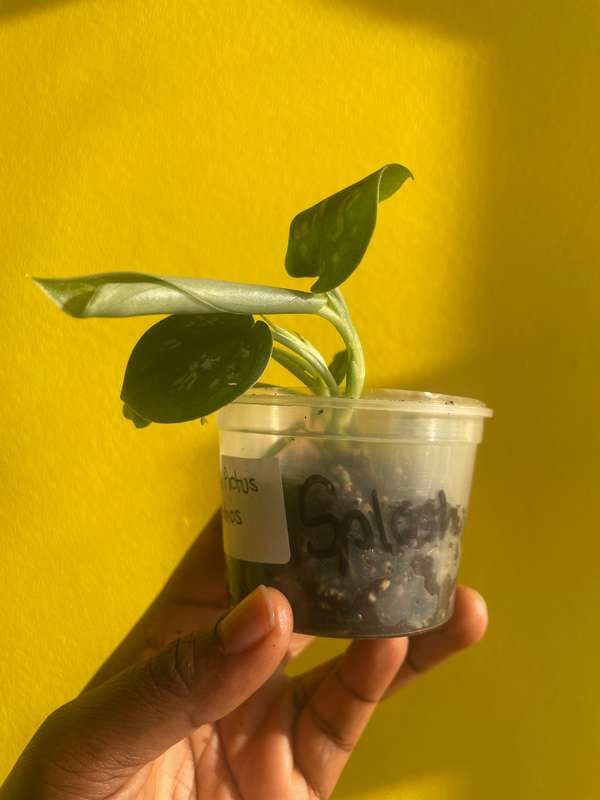 Pothos Pictus