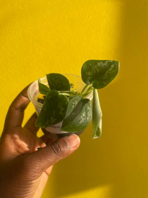 Pothos Pictus
