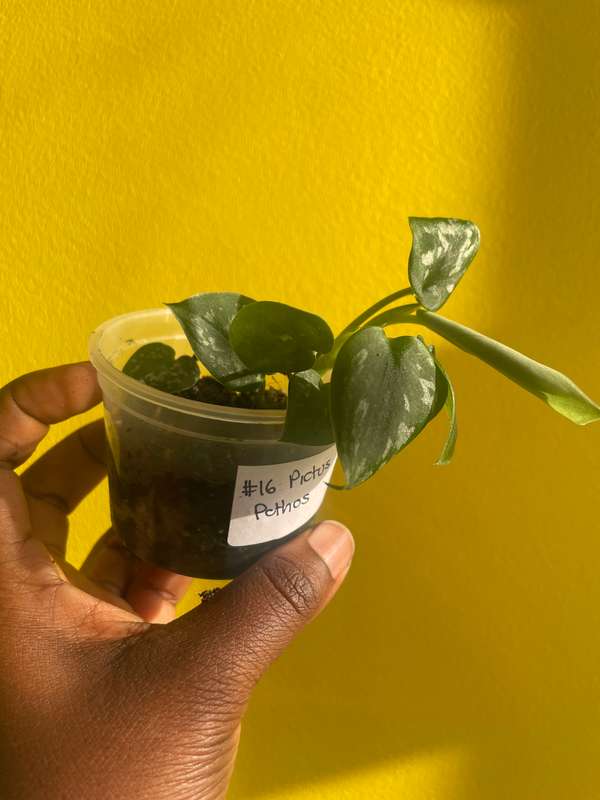 Pothos Pictus