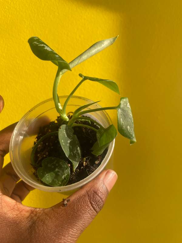 Pothos Pictus