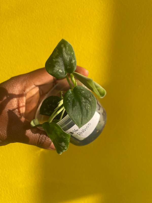 Pothos Pictus