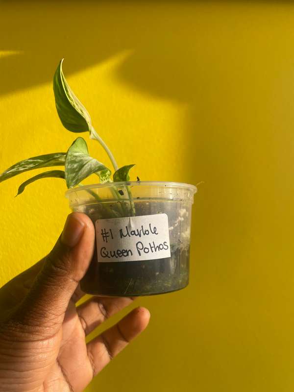 Marble Queen Pothos