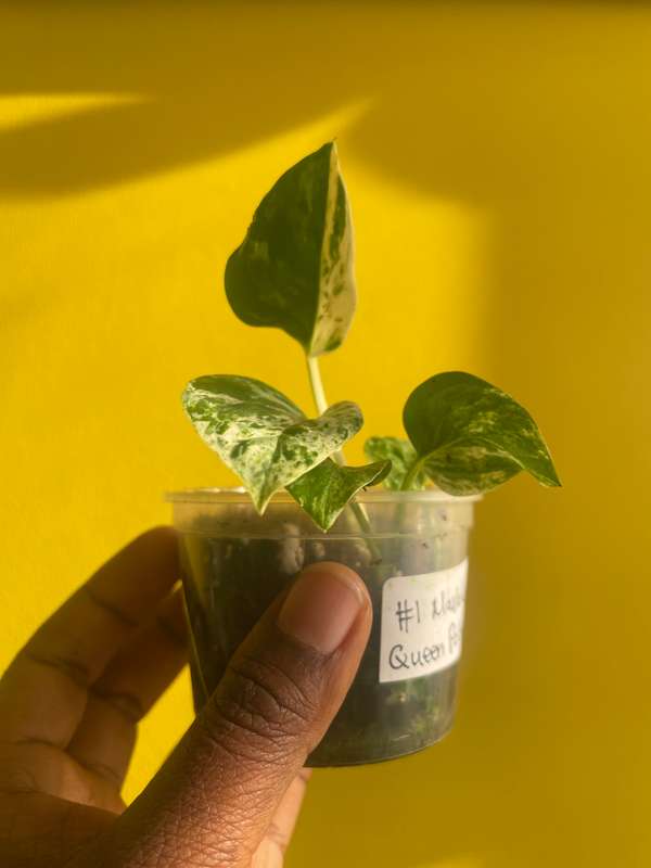 Marble Queen Pothos