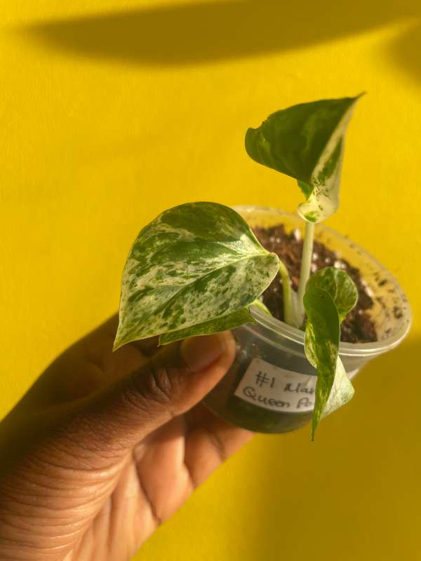 Marble Queen Pothos