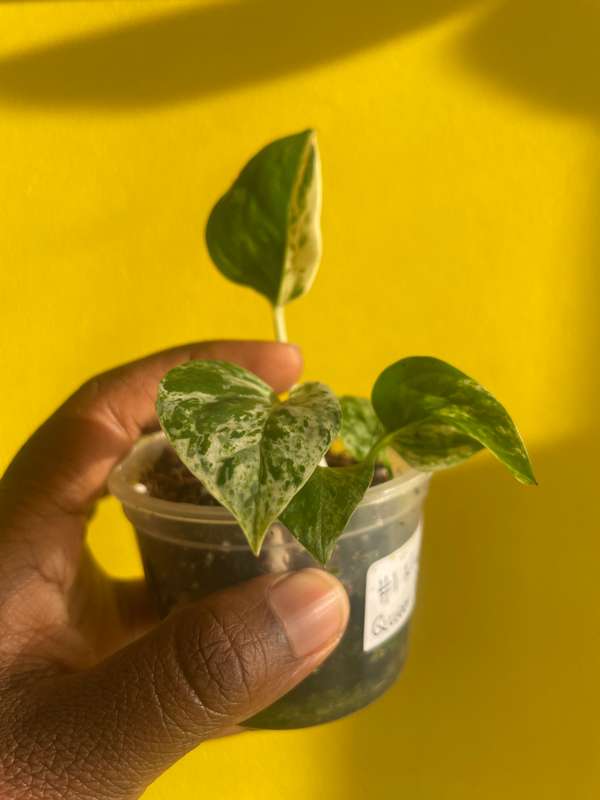Marble Queen Pothos