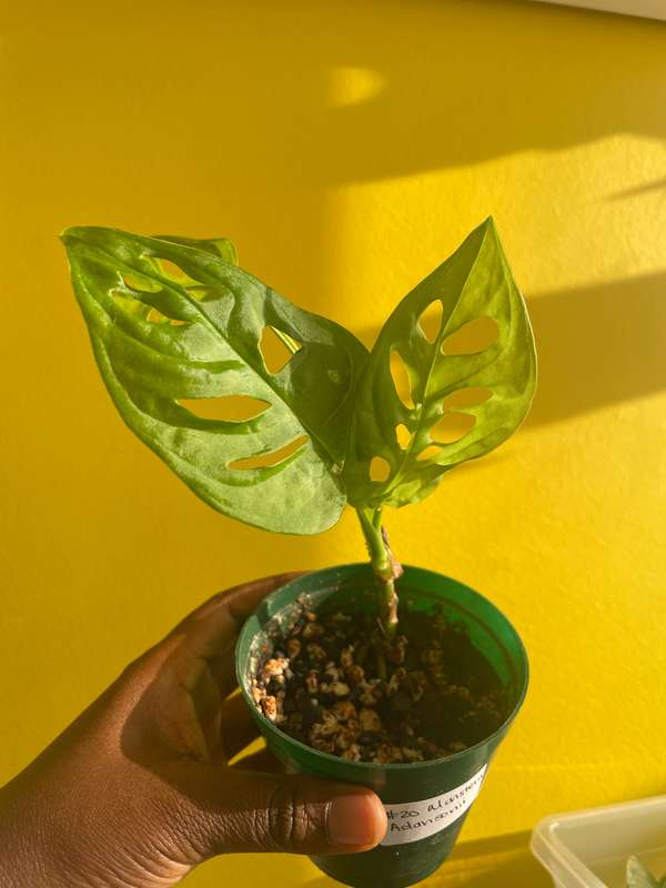 Monstera Adansonii