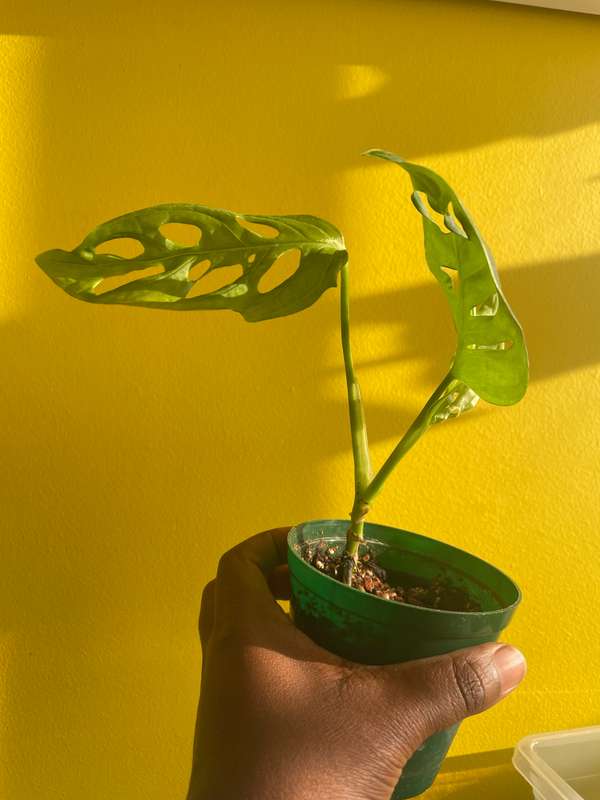 Monstera Adansonii