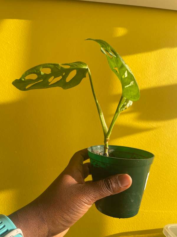 Monstera Adansonii