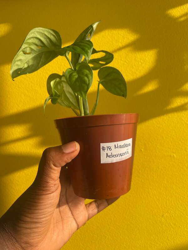 Monstera Adansonii