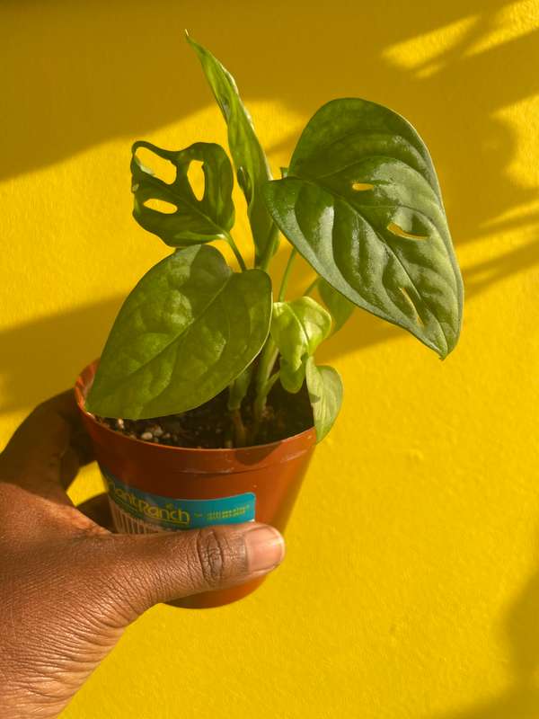 Monstera Adansonii