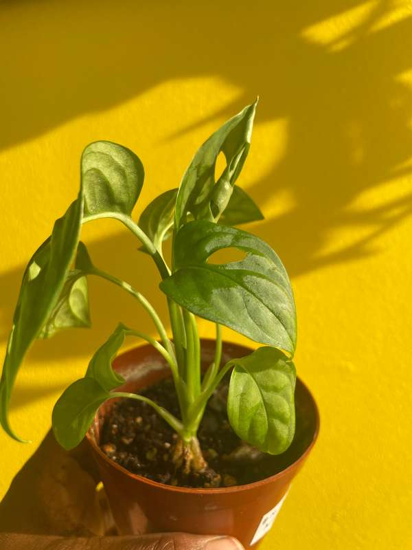 Monstera Adansonii