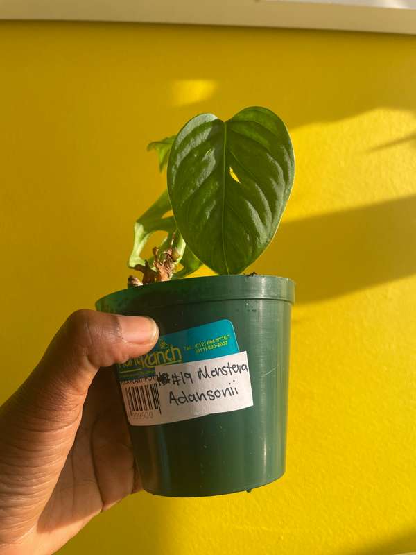 Monstera Adansonii