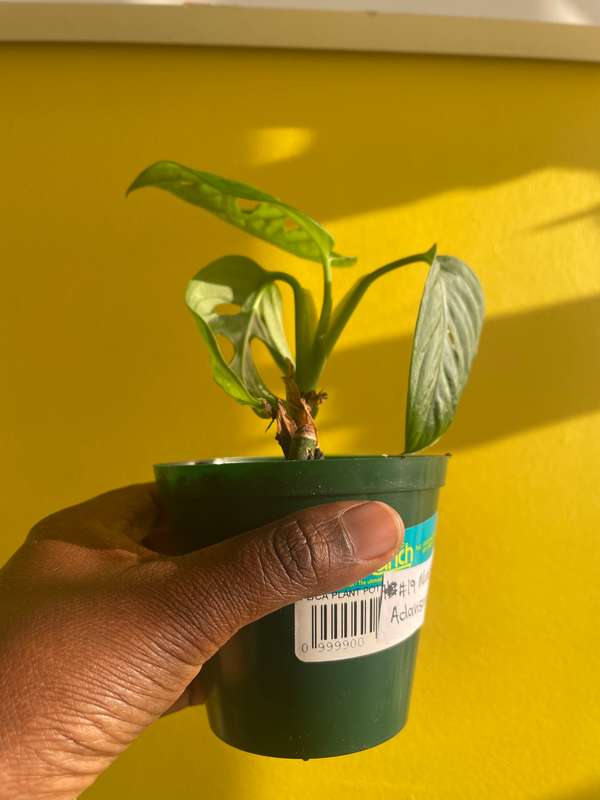 Monstera Adansonii