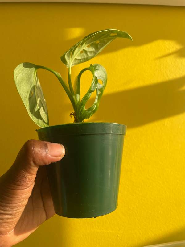 Monstera Adansonii