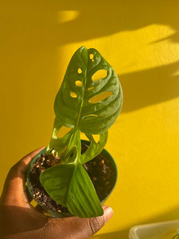 Monstera Adansonii
