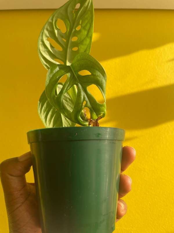 Monstera Adansonii